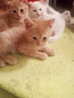 trukish cats kid available