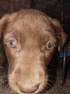 "Playful 1-Month-Old Labrador Puppies – Perfect for Families!"