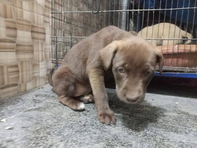 "Playful 1-Month-Old Labrador Puppies – Perfect for Families!" 1