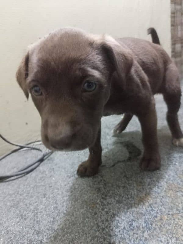 "Playful 1-Month-Old Labrador Puppies – Perfect for Families!" 2