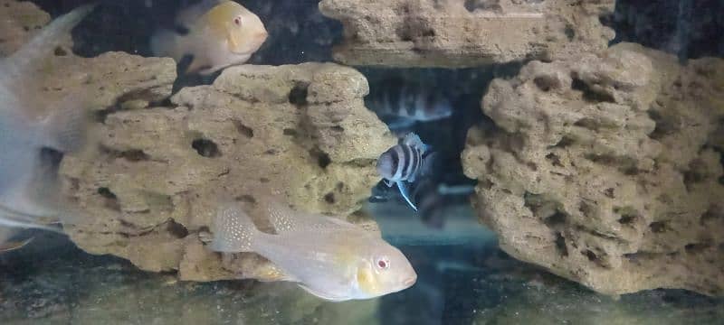 albino hecklie and frontosa 1