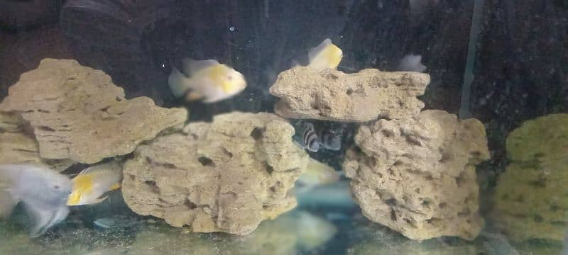 albino hecklie and frontosa 2