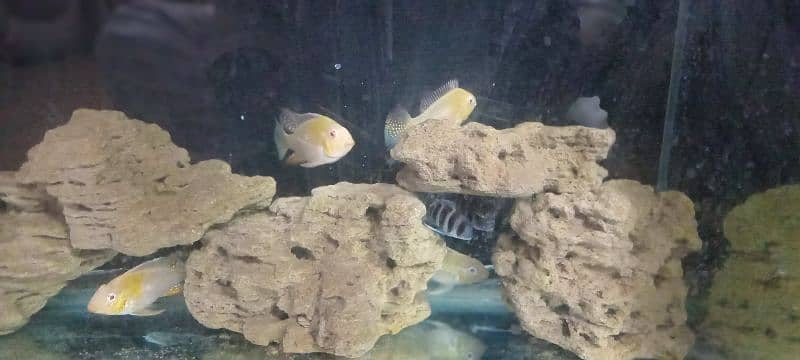 albino hecklie and frontosa 3