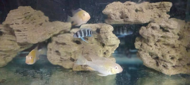 albino hecklie and frontosa 4