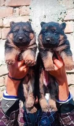 German shepherd long court paper For sale