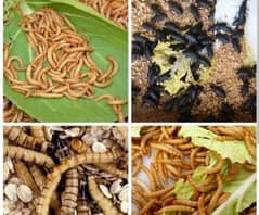 meal worm Farming Sale start from 2Rs ,protein food with omega 3 ,4