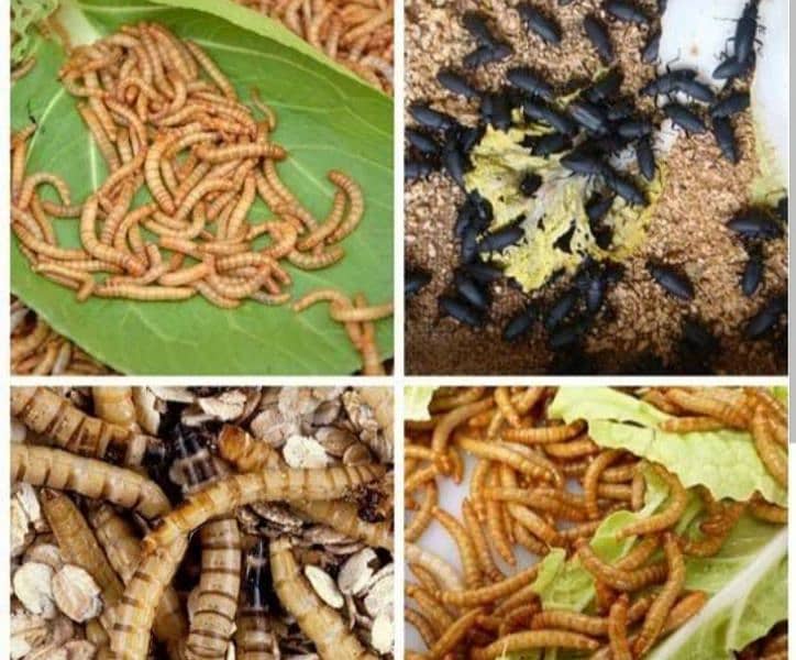 meal worm Farming Sale start from 2Rs ,protein food with omega 3 ,4 0