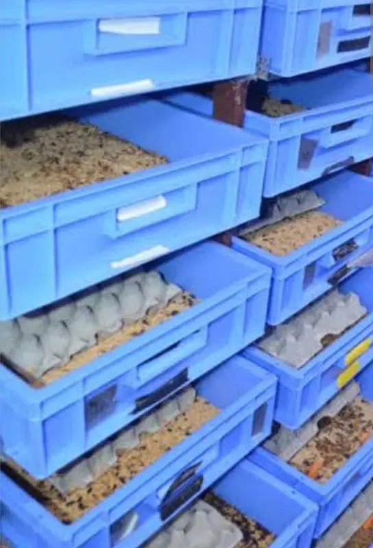 super sale 1000 meal worms in 3000 only — photo 2
