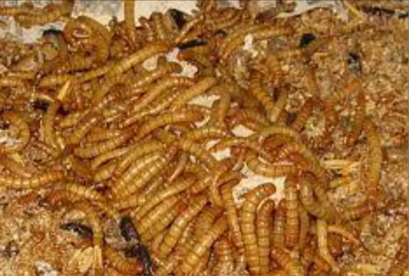 super sale 1000 meal worms in 3000 only — photo 3