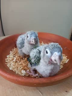 conure baby/chick parrot