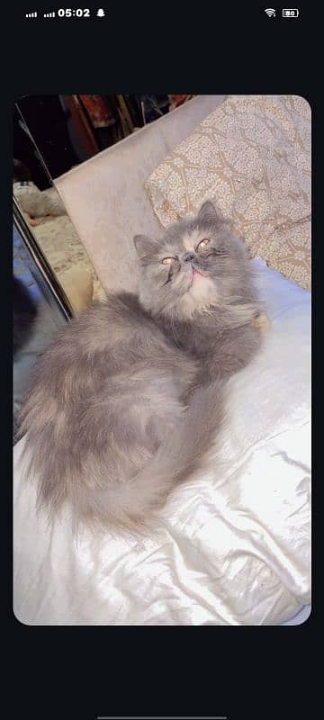peki face 0