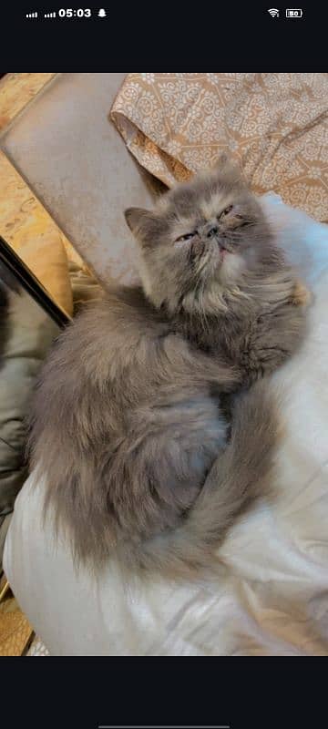 peki face 1