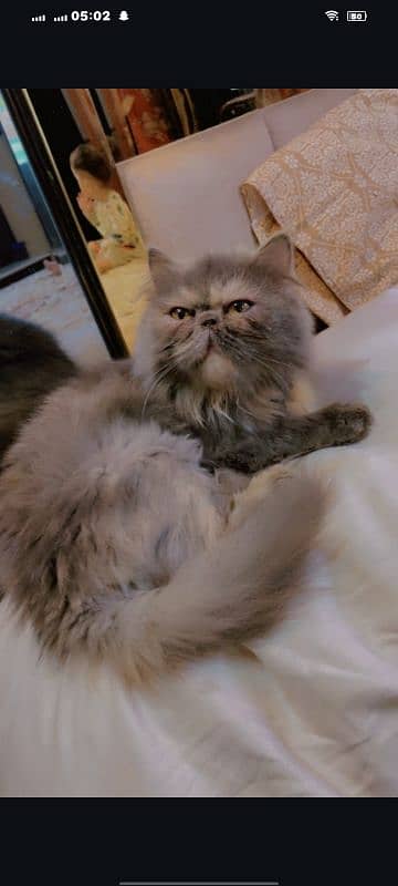 peki face 2
