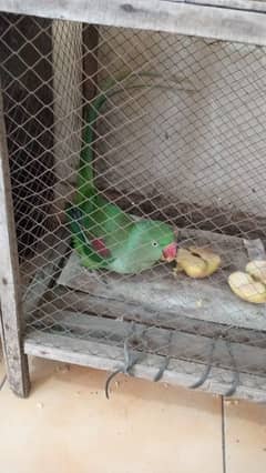 raw parrat takriban 4 month