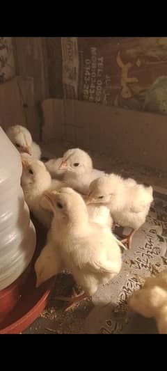 Heera chicks 25 day old