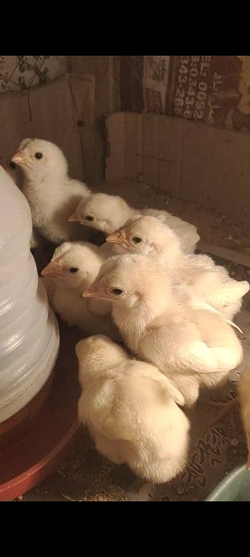 Heera chicks 25 day old 1