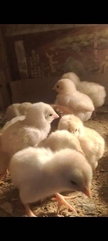 Heera chicks 25 day old 2