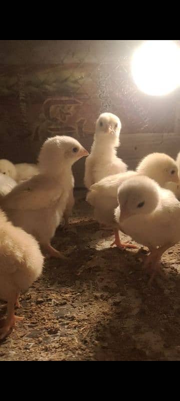 Heera chicks 25 day old 3