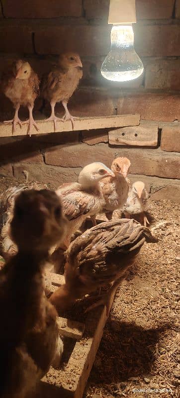 Heera chicks 25 day old 4