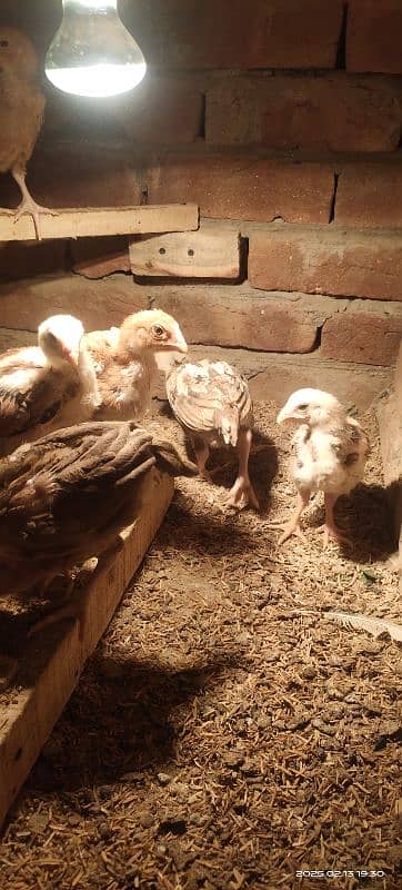 Heera chicks 25 day old 5