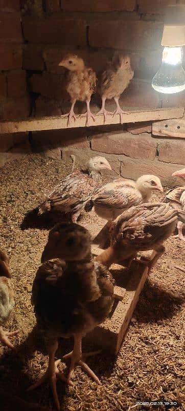 Heera chicks 25 day old 6