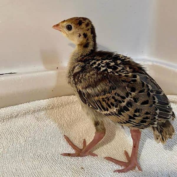 eggs and turkey bird chicks 1 month plus age comon black colour 0