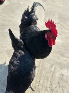 Austrolop eggs laying breeder set for sale 1 male & 2 females