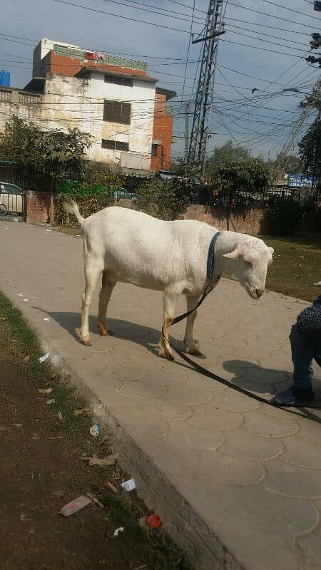 teddy barbarie goat for sale 0