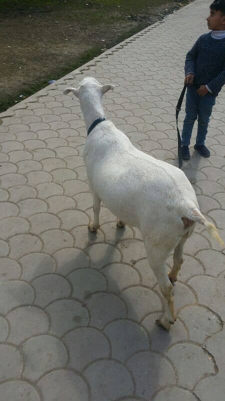 teddy barbarie goat for sale 2