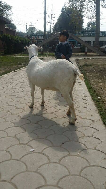 teddy barbarie goat for sale 3