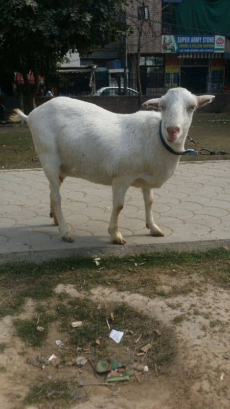 teddy barbarie goat for sale 4