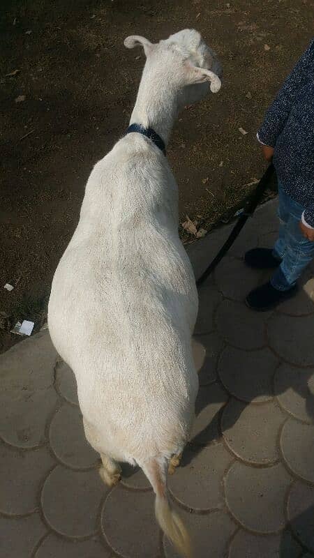 teddy barbarie goat for sale 6