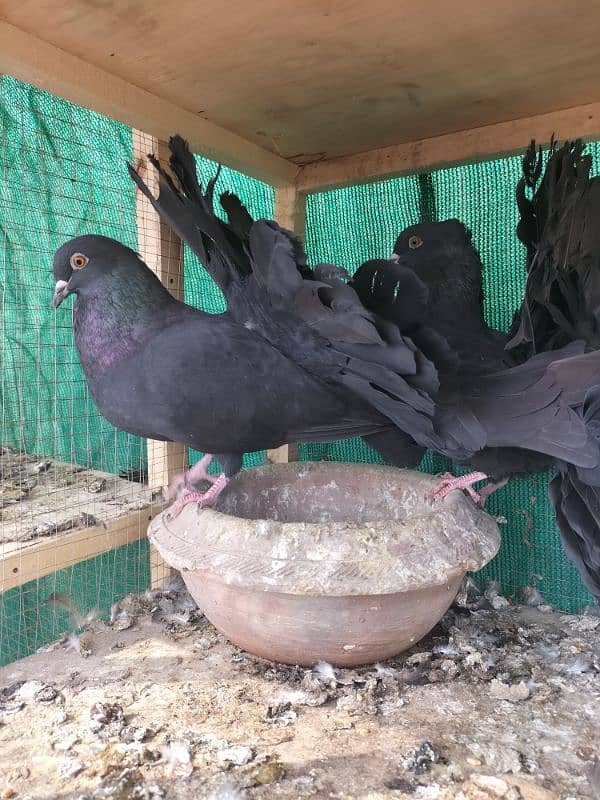 Breeder English Fantail Pair 0