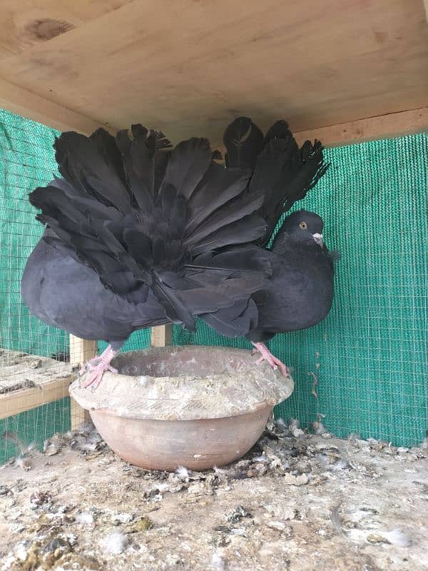 Breeder English Fantail Pair 1