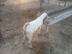 ghaban bakri for sale