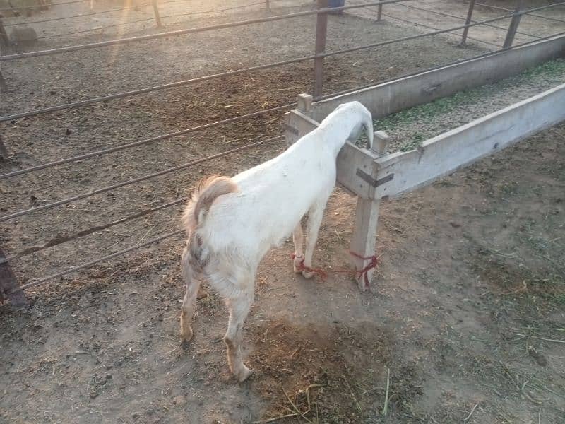 ghaban bakri for sale 0