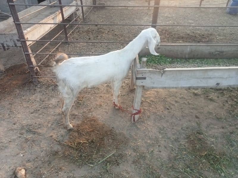 ghaban bakri for sale 1