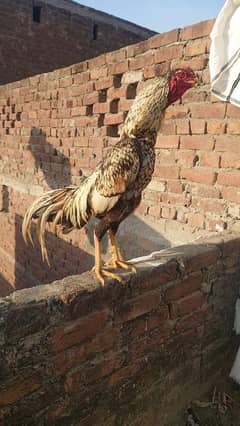 Aseel Murg For Sale Price 5000