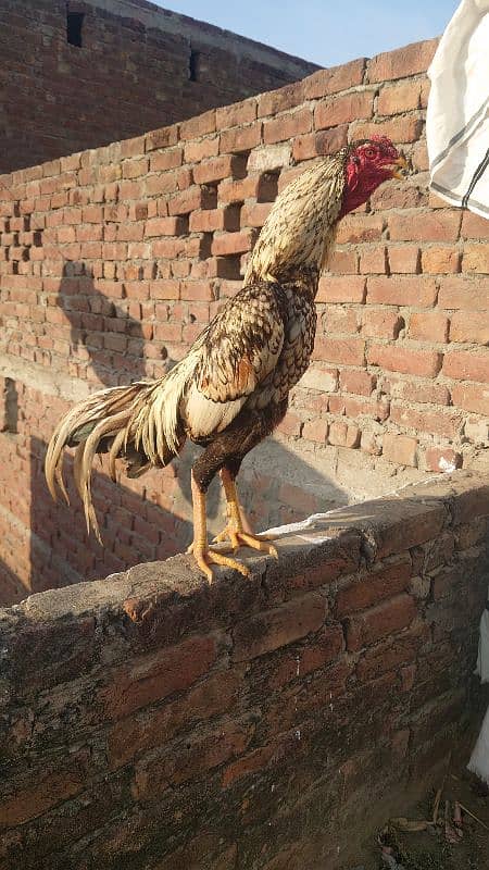 Aseel Murg For Sale Price 5000 0