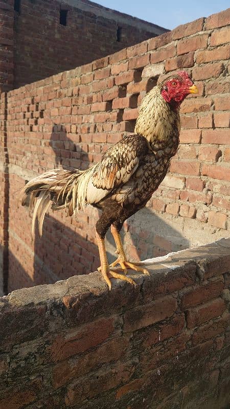 Aseel Murg For Sale Price 5000 1