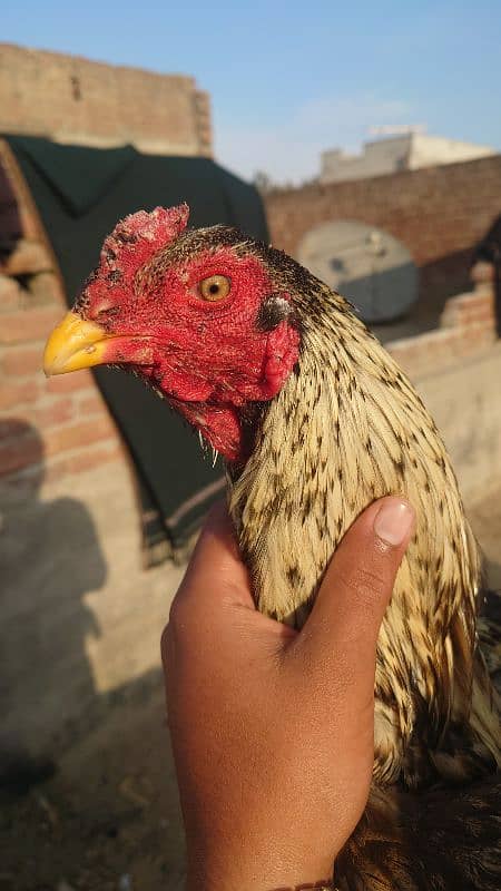 Aseel Murg For Sale Price 5000 3