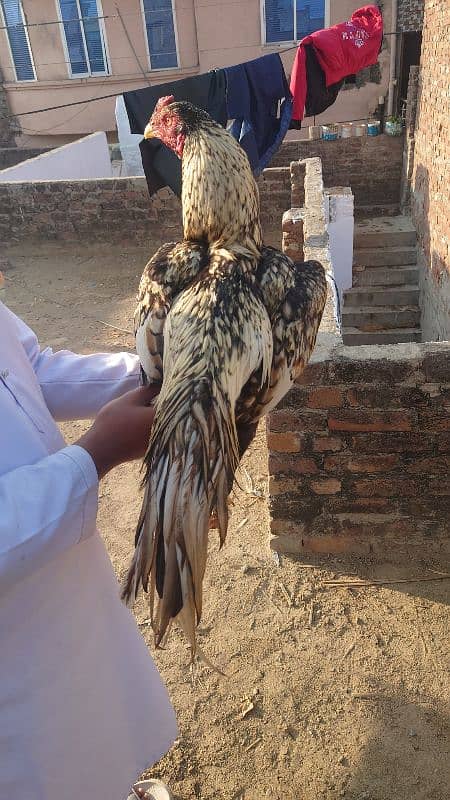 Aseel Murg For Sale Price 5000 4