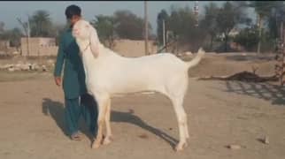 Rajanpuri Bakra Urgent For Sale WhatsApp 0311,7478,299