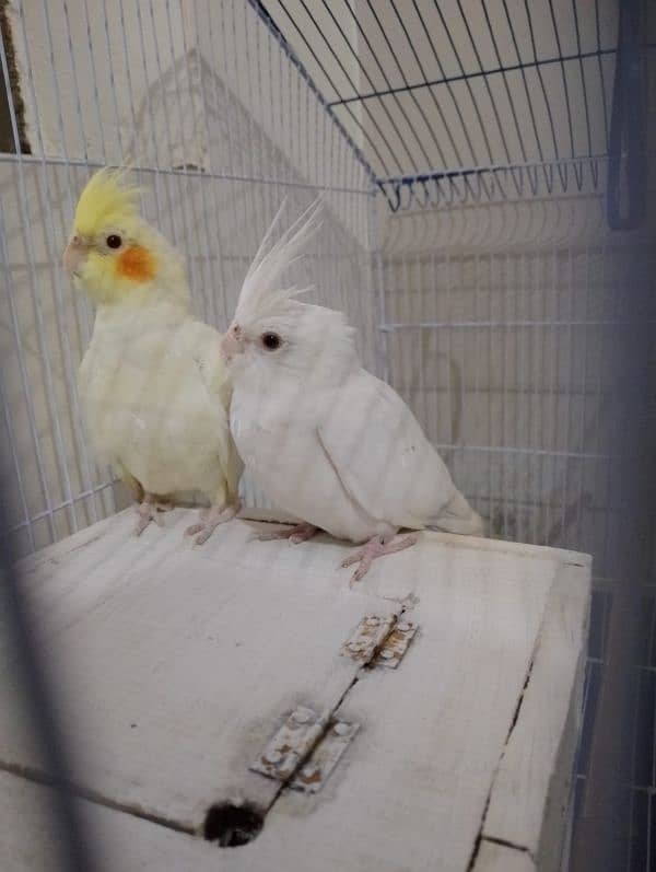 cockatiel pair with new cage and breading box 0