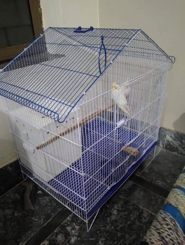 cockatiel pair with new cage and breading box 1