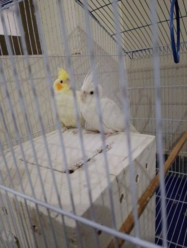 cockatiel pair with new cage and breading box 2