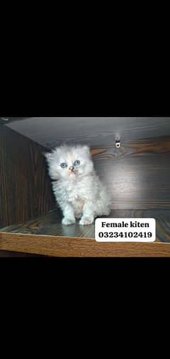 beauty full color pattren female kitten