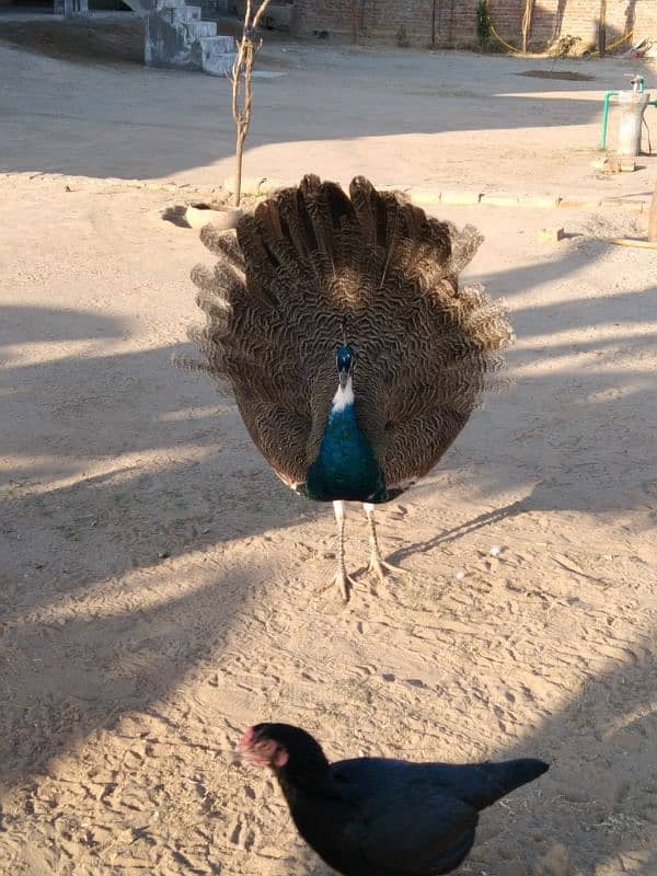 Peacock 1