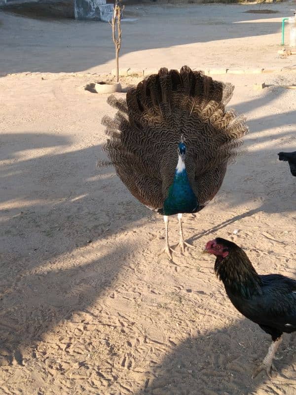 Peacock 2