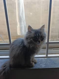 Persian kitten for sale